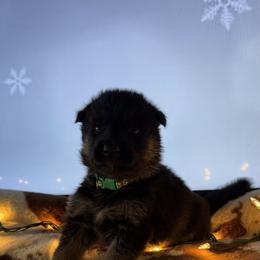German Shepherd Puppies from Legacy K9’s