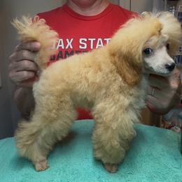 AKC Champion Sired Billy DNA tested OFA Certified Lines - Apricot male Poodle puppy in Jacksonville, Alabama from Abounding Poodles