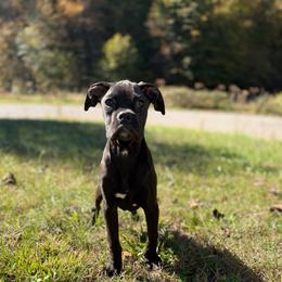 Boy 4 - Brindle male Boxer puppy in Prestonsburg, Kentucky from Diamond Standard Boxers