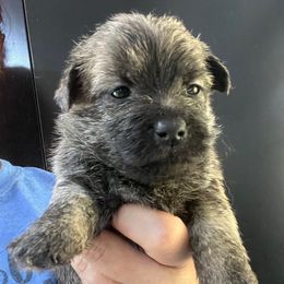 Glinda Girl 2 - Brindle female Cairn Terrier puppy in Bigfork, Minnesota from Dachshunds Up North