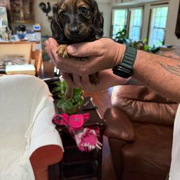 Aka Waylon-name can be changed  by buyer - Black and tan male Dachshund puppy in Deltona, Florida from Alicia’s Adorable Dachshunds
