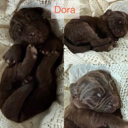 Dora - Brown female Newfoundland puppy in Goodhue, Minnesota from Claypits Newfoundlands