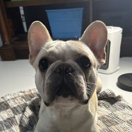 Lily - French Bulldog