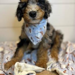 Bordoodle Puppies from Circle R Valley Farms