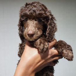 Fajita - Brown female Poodle puppy in Dover, Delaware from Dogtastic Poodles
