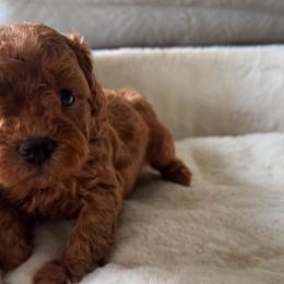 Toffe - Red male Maltipoo puppy in San Diego, California from Maltipoos SD