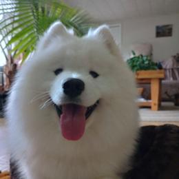 Missy - Samoyed