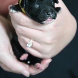 Australian Labradoodle Puppies from Llewellyn's Grove Labradoodles