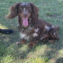 Bodhi - Dachshund