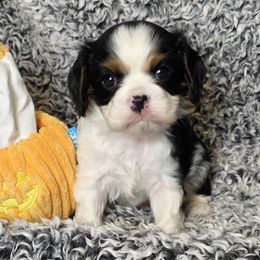 Azrael - Tri-color male Cavalier King Charles Spaniel puppy in Stilwell, Oklahoma from Love Bug Cavaliers