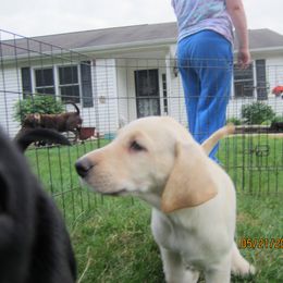German Shepherd and Labrador Retriever Puppies from RJS Kennels
