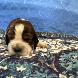 Jake - Liver white and tan male English Springer Spaniel puppy in Coeur D'alene, Idaho from Springer Hollow