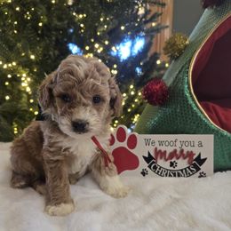 Comet - Apricot male Goldendoodle puppy in Bristol, Tennessee from 4goldendoodles