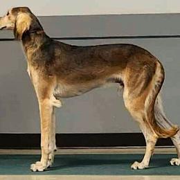 Rev - Saluki