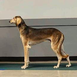 Rev - Saluki