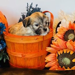 Havanese puppies from Sonny's Pups