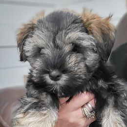 Miniature Schnauzers from Shanna's Miniature Schnauzers