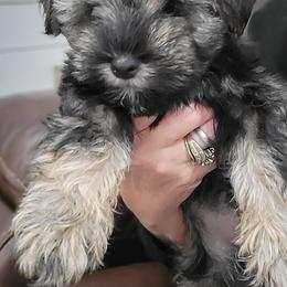Miniature Schnauzers from Shanna's Miniature Schnauzers