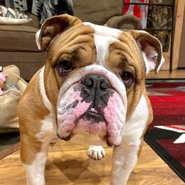 Teddy - Bulldog