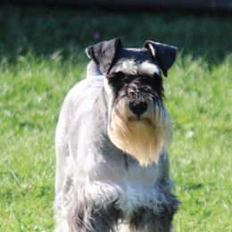 Brock's Miniature Schnauzer - Black female Miniature Schnauzer puppy in Greensburg, Louisiana from Brock’s  Miniature Schnauzers
