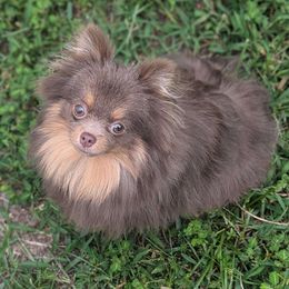 Pixie - Pomeranian