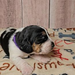 Good Girls - Black white and brown female Basset Hound puppy in Rio Grande City, Texas from Hounds All Night