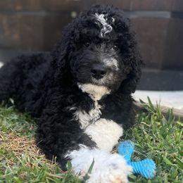 Remmy - Black and white male Bernedoodle puppy in Kyle, Texas from BellaDoodles