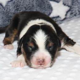 Apollo - Black tri male Miniature Australian Shepherd puppy in Guthrie, Oklahoma from Raised Right Pups