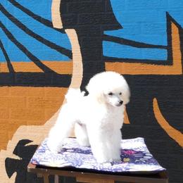 Poodle Puppies from Adagio Toy Poodles