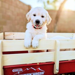 Golden Retriever Puppies from Top Gun Golden Retrievers