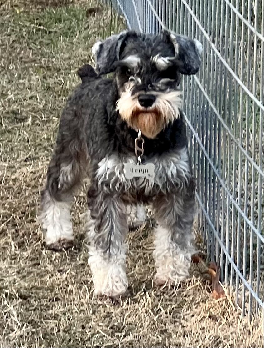 Information on Mini Schnauzer Puppies for Sale in Rogers, Arkansas