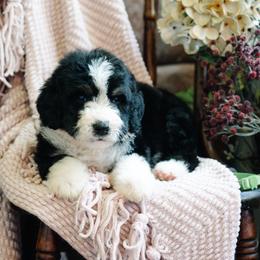 Coronado - Tri-color male Bernedoodle puppy in Grove, Oklahoma from Grand Lake Poodles & Doodles