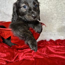 Green - Brindle male Dachshund puppy in South Willard, Utah from Doxies in the Sun
