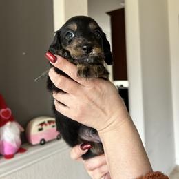 Black collar Mr. Spicy Dill - Black and tan male Dachshund puppy in Hutto, Texas from R.G. Dachshunds
