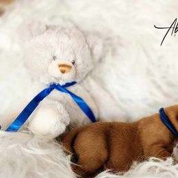 Labrador Retriever Puppies from Abundance Labradors