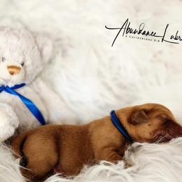 Labrador Retriever Puppies from Abundance Labradors