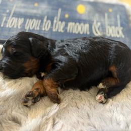 Cowboy - Tri-color male Bernedoodle puppy in Carlotta, California from Lost Coast Bernese Mountain Dogs