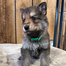 Green DL - Sable male German Shepherd puppy in Terra Alta, West Virginia from Shepherd Country Farm and Kennels
