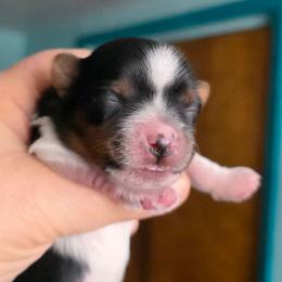 Gunner - Black tan and white male Biewer Terrier puppy in Brilliant, Ohio from ORBiT Ohio River Biewer Terriers