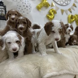 Goldendoodle Puppies from Soni the Doodle