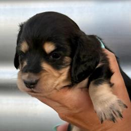 Ee Shaded cream girl - Cream female Dachshund puppy in Redmond, Oregon from Glossy Doxies