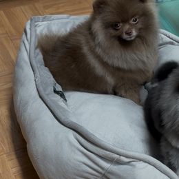 Pomeranian Puppies from Pommiepalace