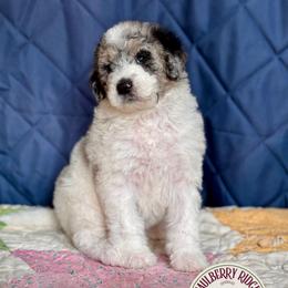 Emerald - Blue merle and white female Sheepadoodle puppy in Tahlequah, Oklahoma from Mulberry Ridge Doodles