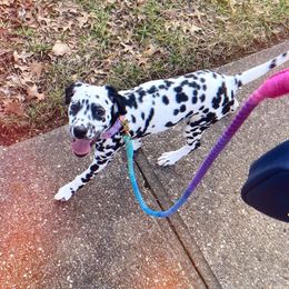 Dalmatian puppies from Rock a Dalmatian “RockADal”