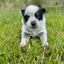 Coconut - Blue female Australian Cattle Dog puppy in Olive Hill, Kentucky from Tompkins Farm