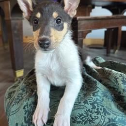 Maple - Black white and tan female Collie puppy in Underwood, Indiana from Third Gen Collies