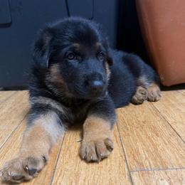 Boy 1 - Black and tan male German Shepherd puppy in Hollis Center, Maine from Noble German Shepherds of Maine
