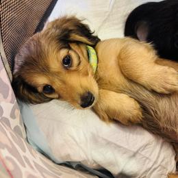 Dachshund Puppies from Davidson's Dachshunds