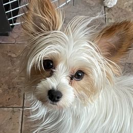 Blossom - Yorkshire Terrier