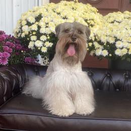 Miniature Schnauzers from Mystical Miniature Schnauzers